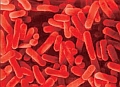 Красноярские бактерии на службе производителей биопластиков