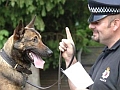 Пластик защитит полицейских собак от травм