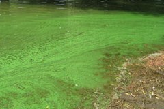 Биопластики из водорослей и солнечного света